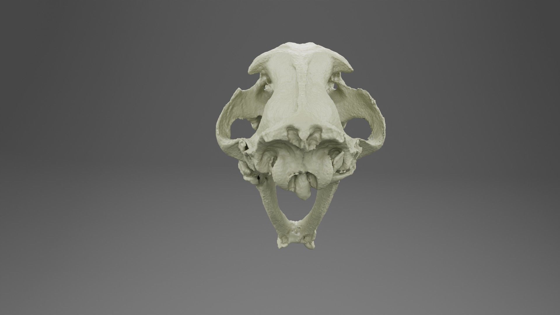 3D scan of a sabertooth tiger skull 3D model_1