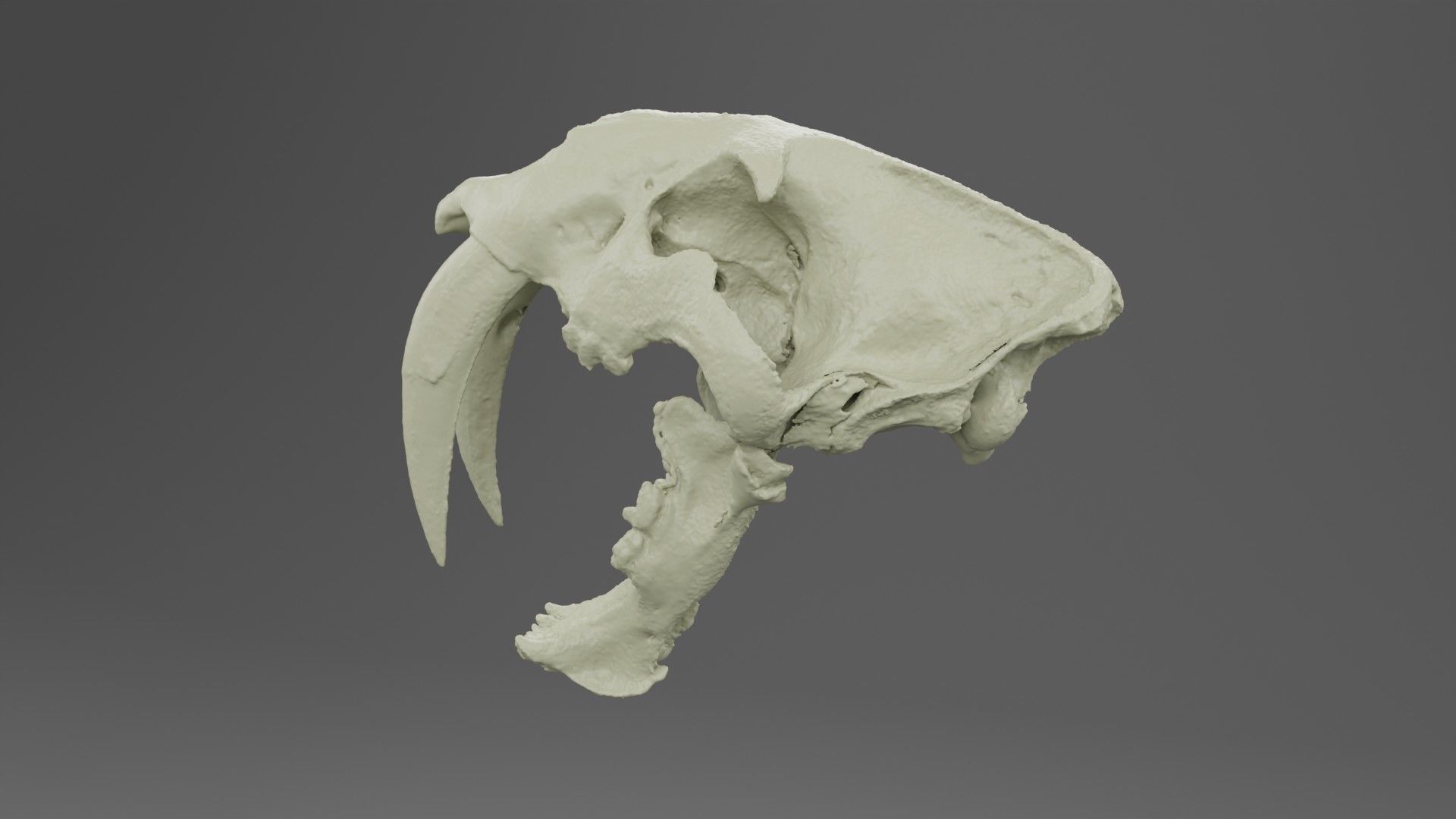 3D scan of a sabertooth tiger skull 3D model_2