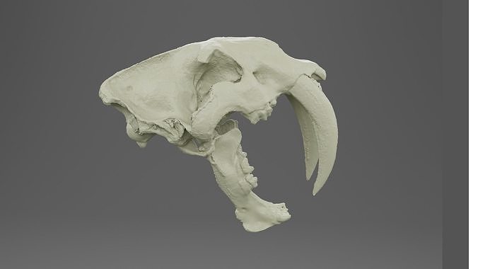 3D scan of a sabertooth tiger skull 3D model