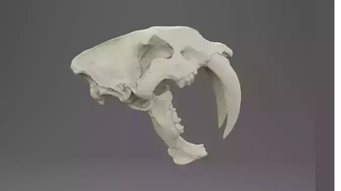 3D scan of a sabertooth tiger skull