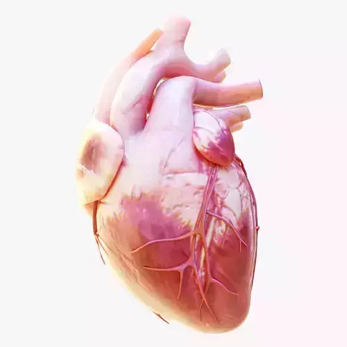 Human Heart Anatomy Animation 3D model