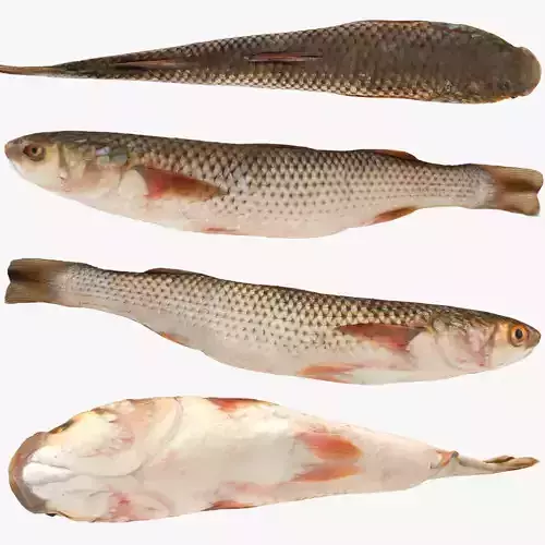 The mullets or grey mullets fish  Low-poly 3D model