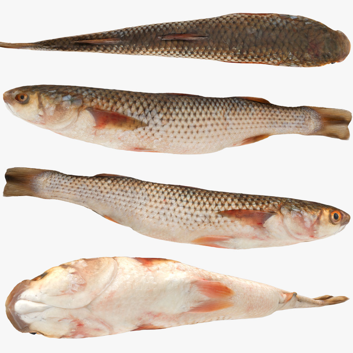 3d Model The Mullets Or Grey Mullets Fish Vr Ar Low Poly Cgtrader 3d Model The Mullets Or Grey Mullets Fish Vr Ar Low Poly Cgtrader