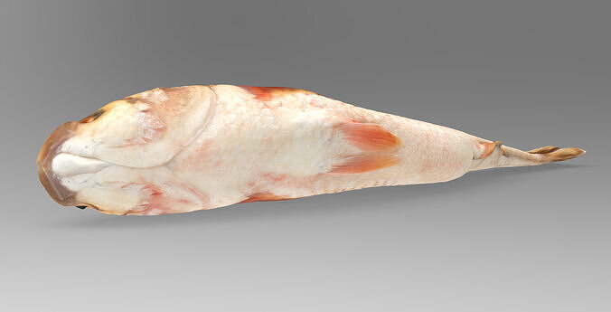 The mullets or grey mullets fish 