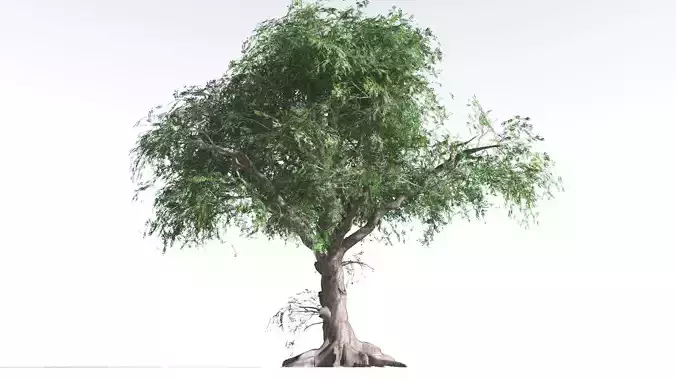 EVERYPlant Spur Mahogany LowPoly 1 --16 Models-- Low-poly 3D model