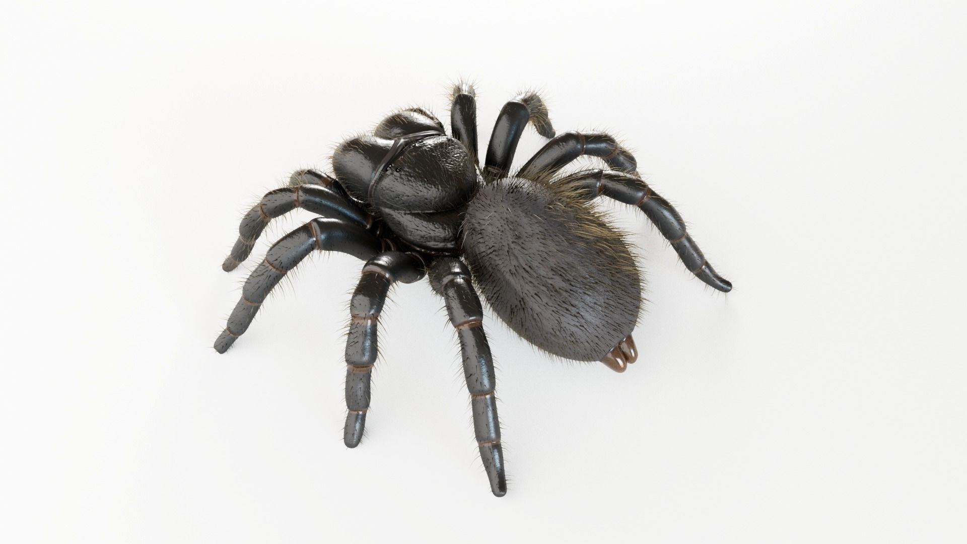 Mouse Spider Low-poly 3D model_9