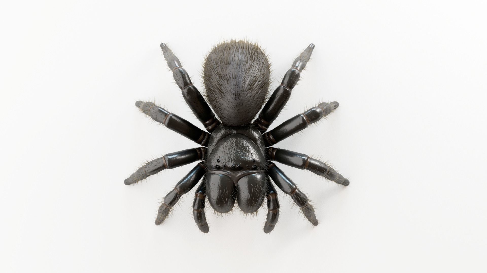 Mouse Spider Low-poly 3D model_7