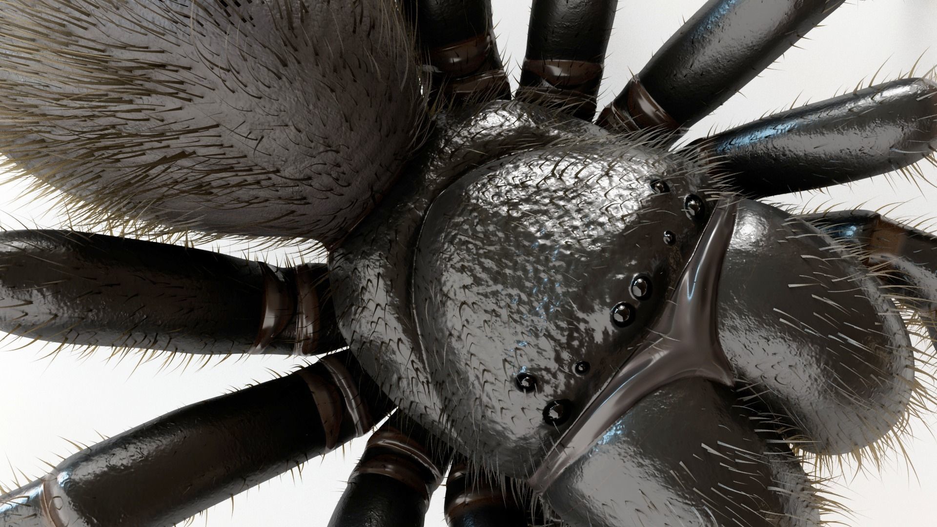 Mouse Spider Low-poly 3D model_8