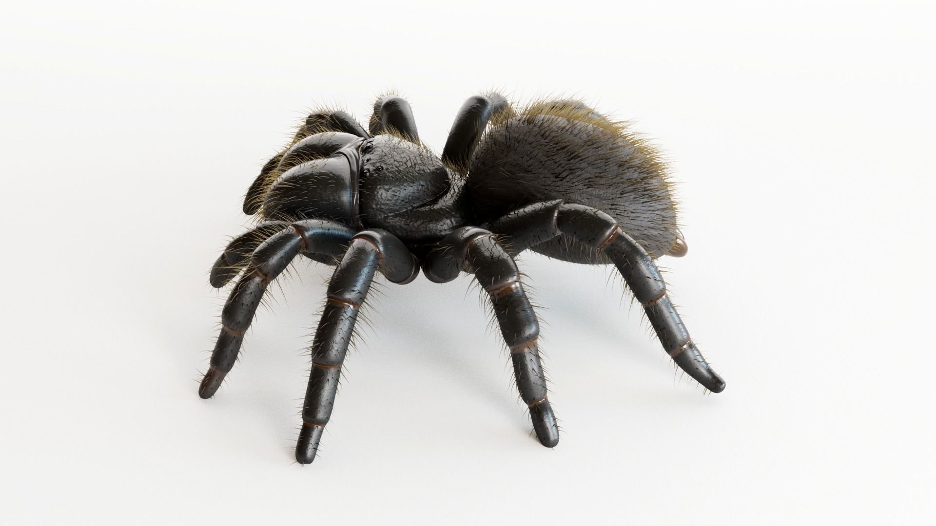 Mouse Spider Low-poly 3D model_6