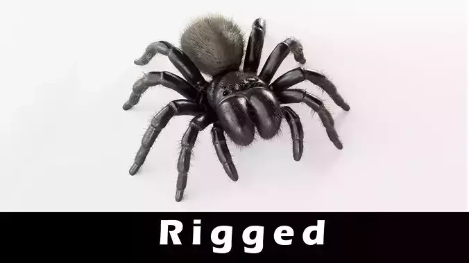 Mouse Spider Low-poly 3D model