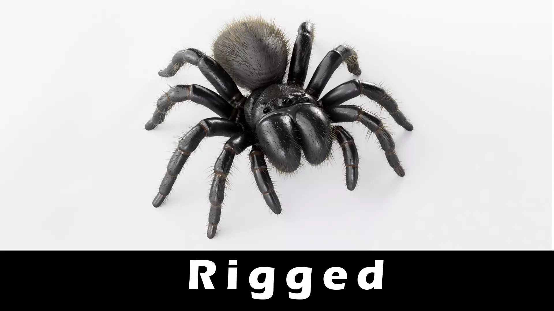 Mouse Spider Low-poly 3D model_0