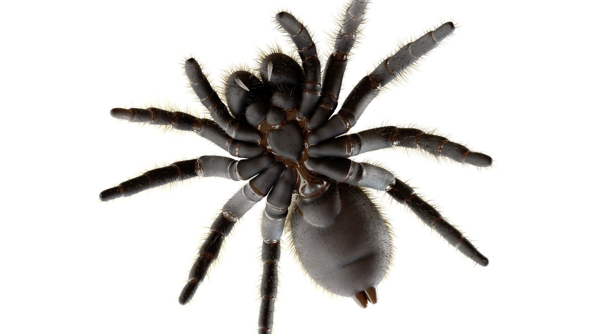 Mouse Spider Low-poly 3D model_5