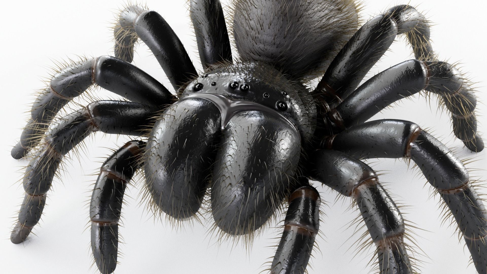 Mouse Spider Low-poly 3D model_2