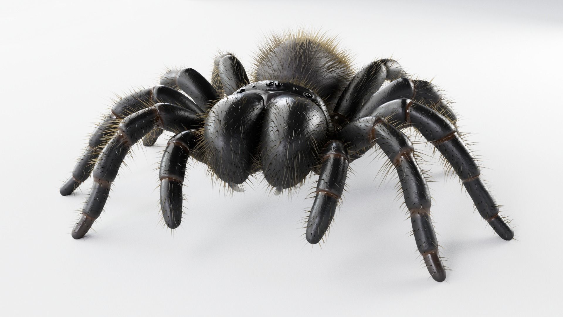 Mouse Spider Low-poly 3D model_4