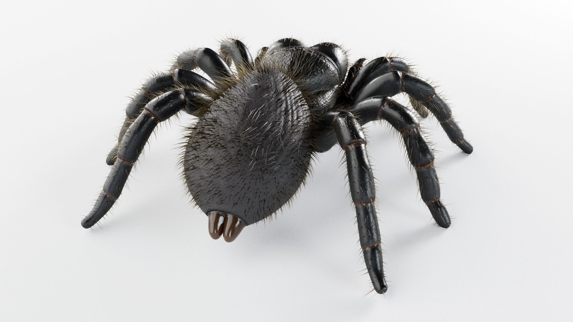 Mouse Spider Low-poly 3D model_3