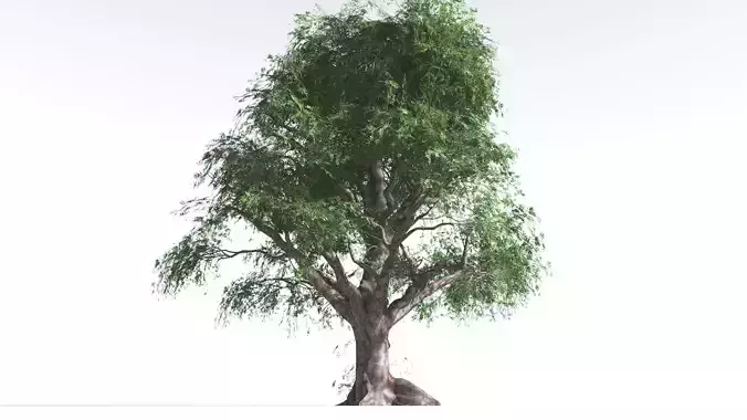 EVERYPlant Spur Mahogany LowPoly 2 --16 Models-- Low-poly 3D model