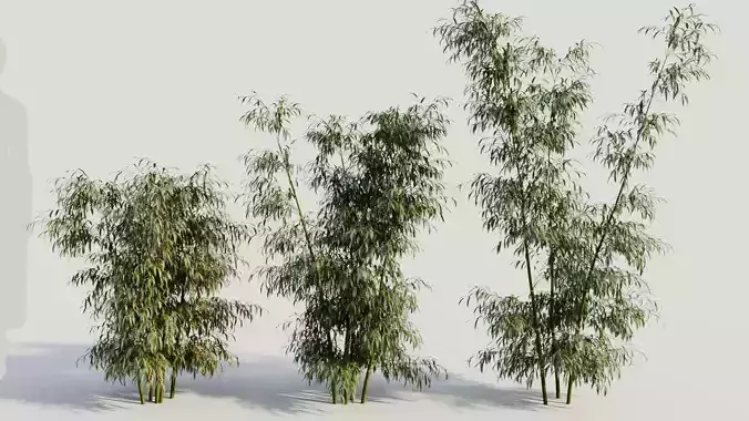 Bambusa multiplex b 3D model