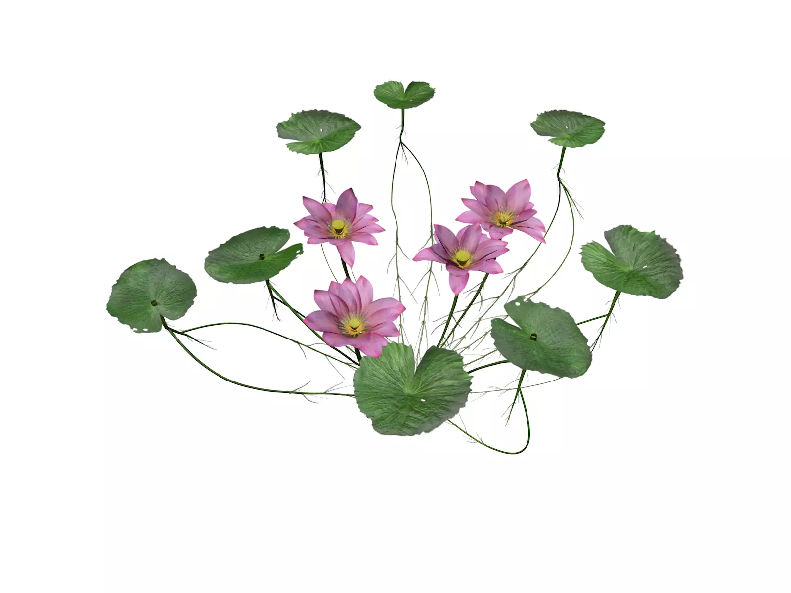 Lotus Flower - 02 - 3D model_0