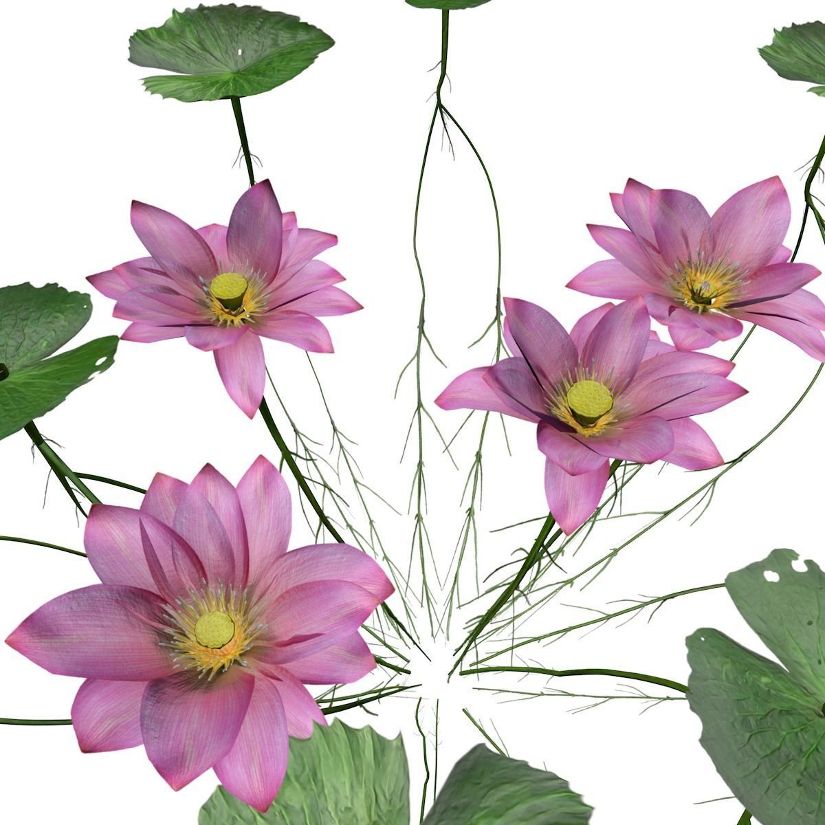 Lotus Flower - 02 - 3D model_3