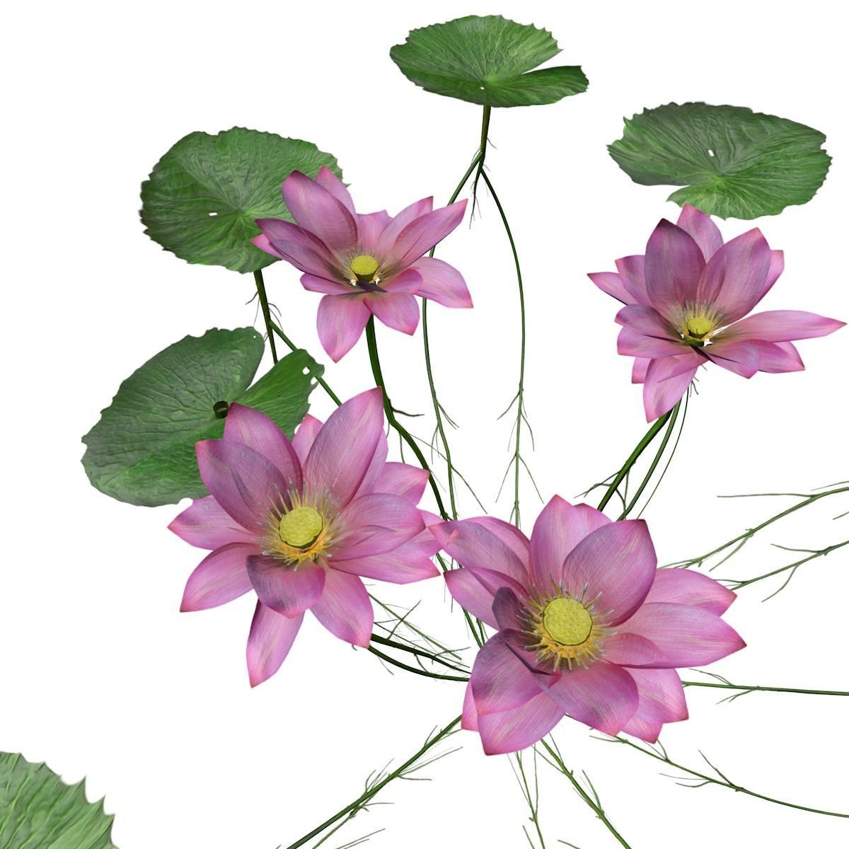 Lotus Flower - 04 - 3D model_3