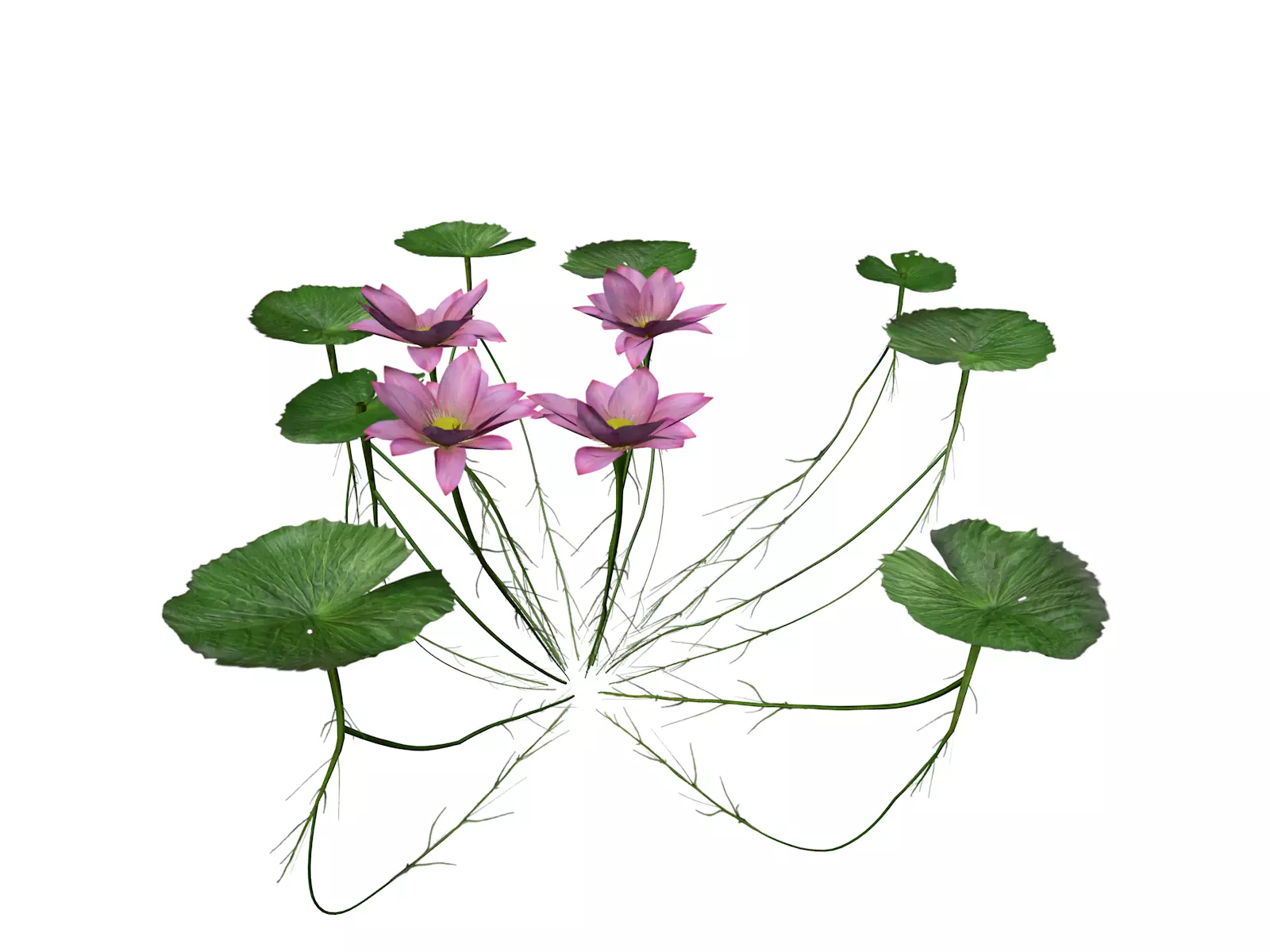 Lotus Flower - 04 - 3D model_0