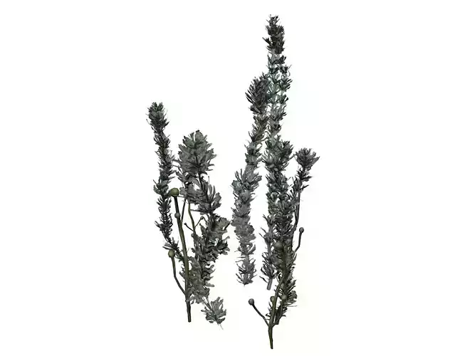 Pond Weed Plant - 01 -