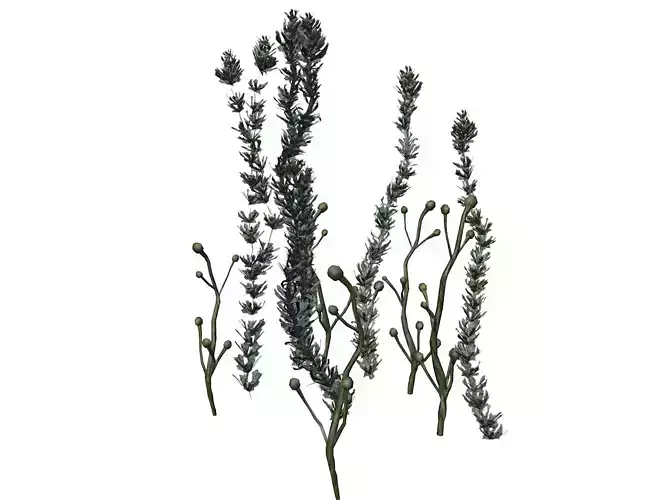 Pond Weed Plant - 02 -