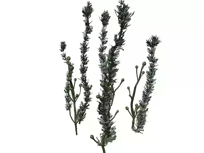 Pond Weed Plant - 03 -