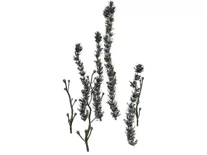 Pond Weed Plant - 04 -