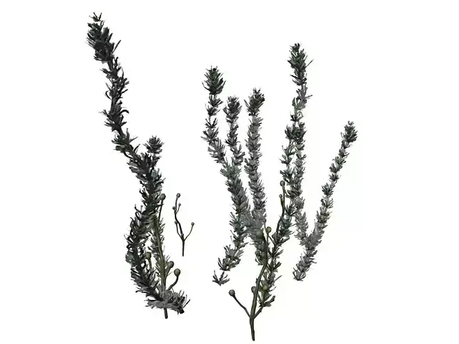 Pond Weed Plant - 05 -