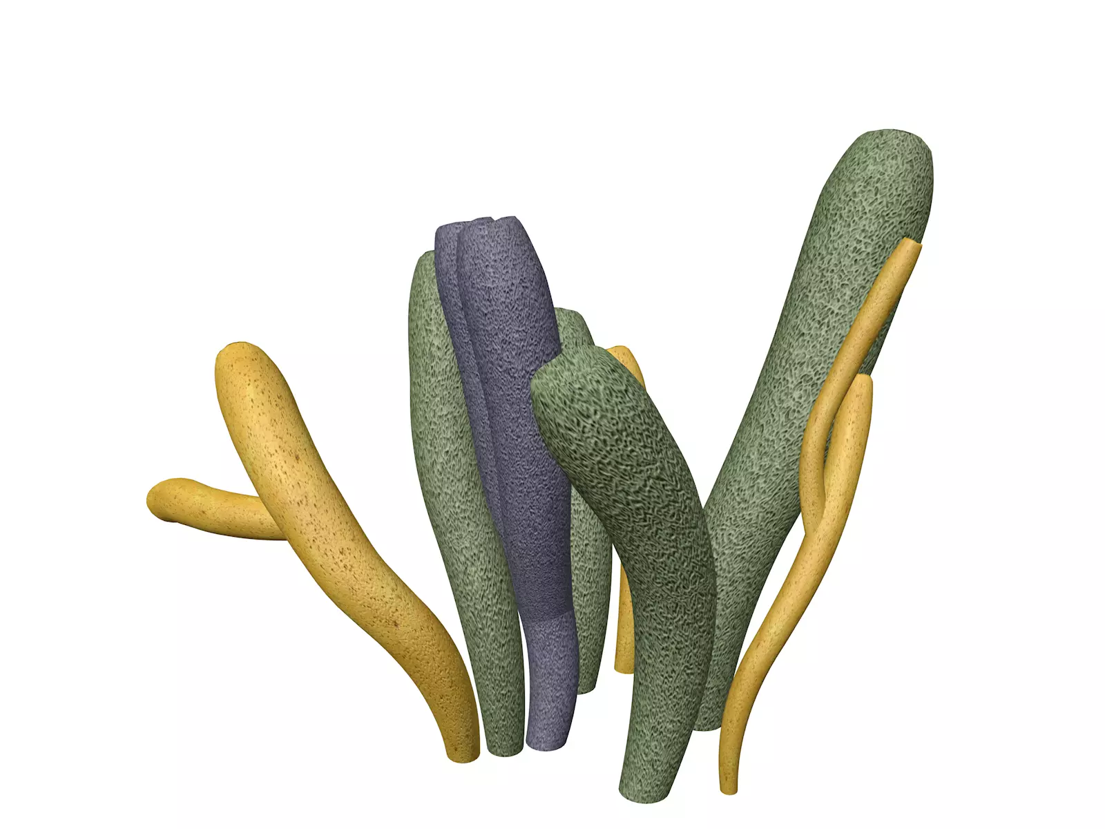 Tube Sponge - 02 - 3D model_0