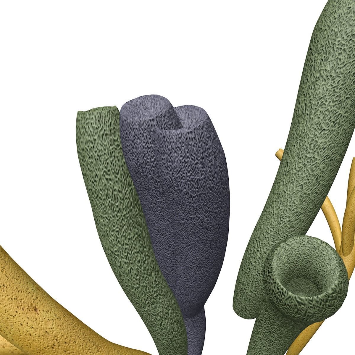 Tube Sponge - 02 - 3D model_3