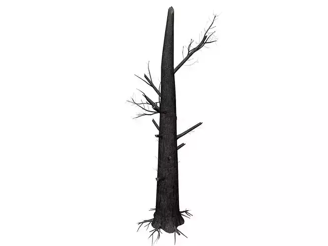Burnt Tree - 01 -
