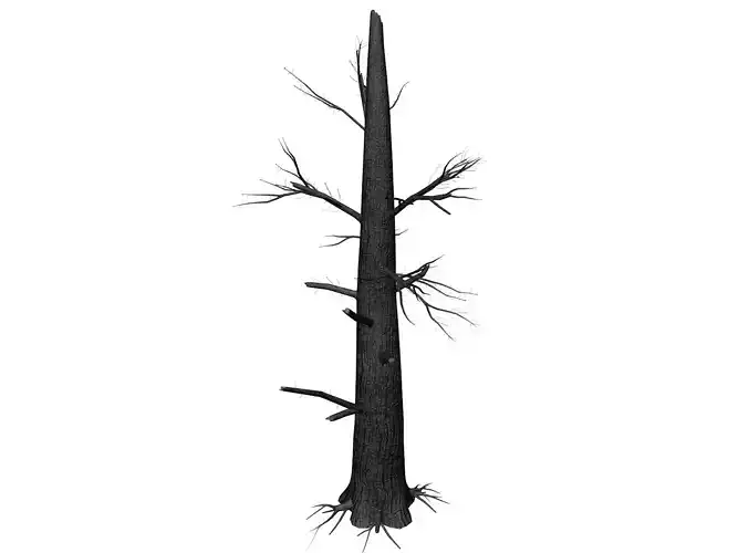 Burnt Tree - 02 -
