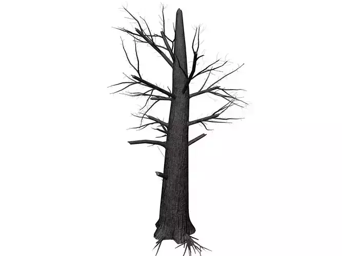 Burnt Tree - 03 -