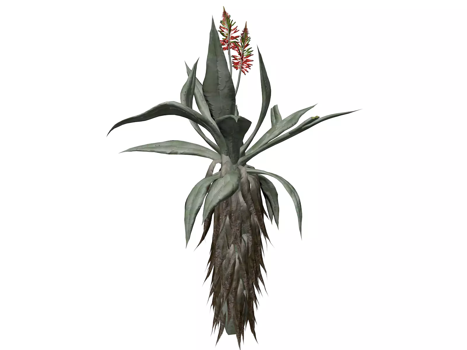 Aloe Excelsa Plant - 01 - 3D model_0