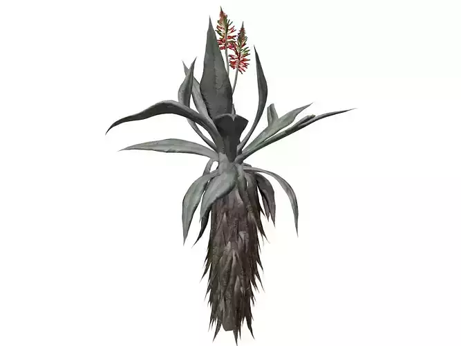 Aloe Excelsa Plant - 01 - 3D model