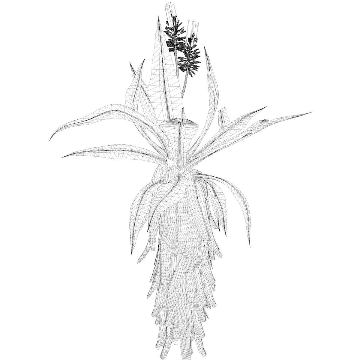 Aloe Excelsa Plant - 01 - 3D model_2