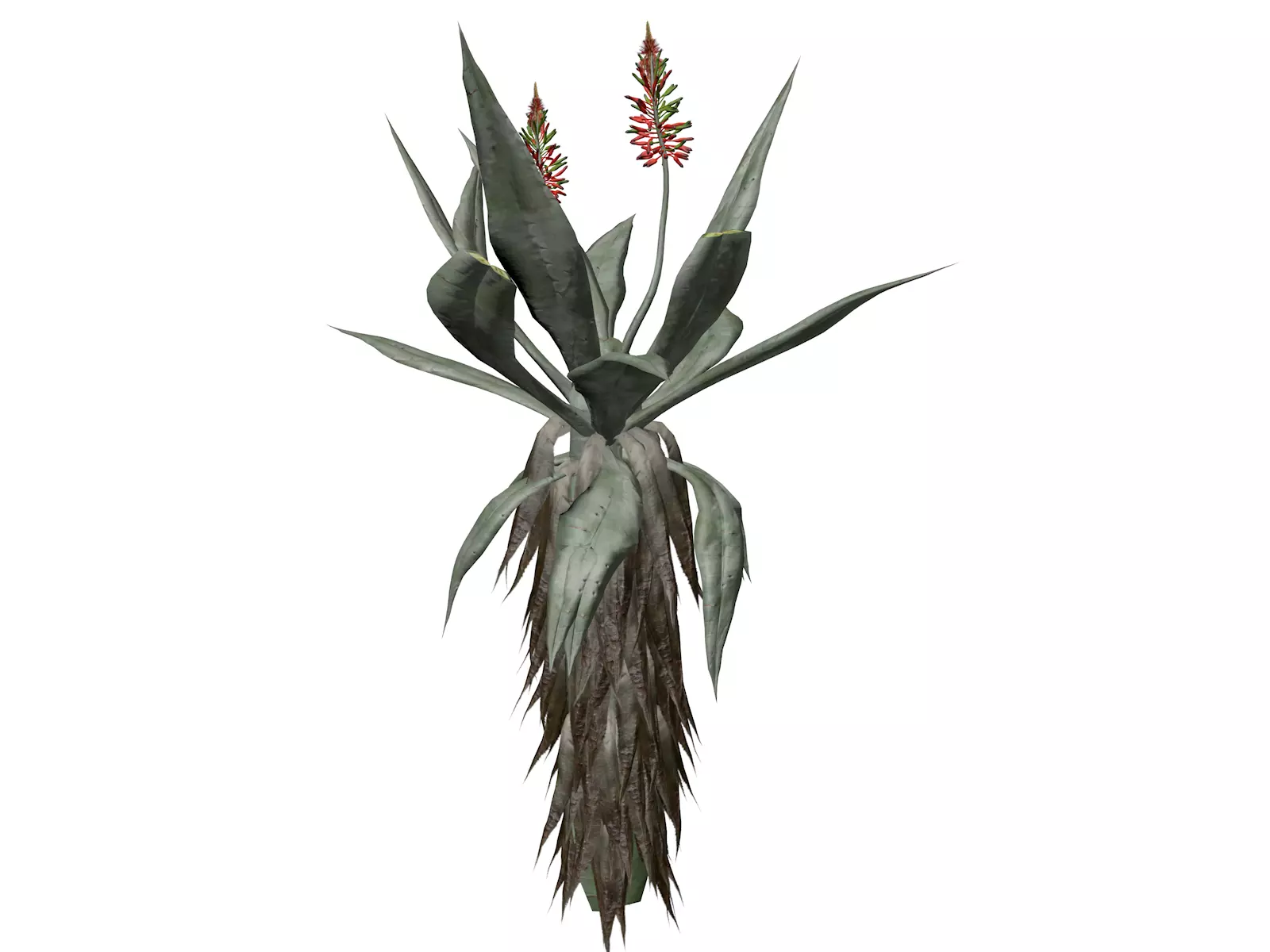 Aloe Excelsa Plant - 02 - 3D model_0