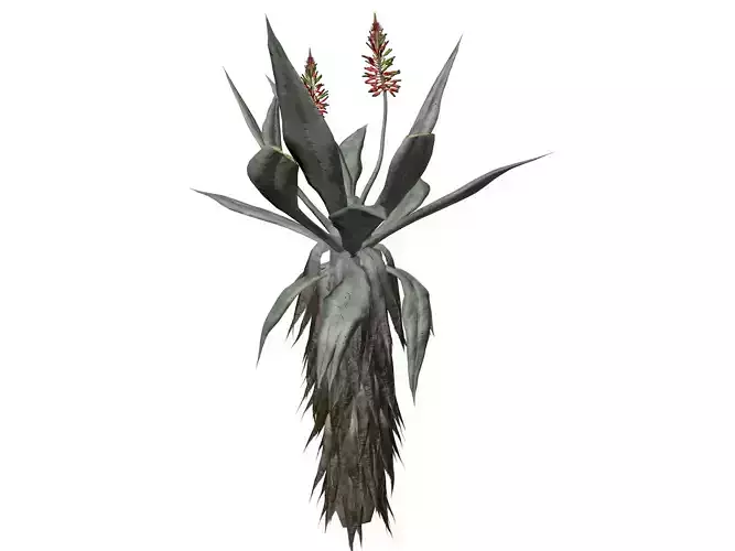Aloe Excelsa Plant - 02 - 3D model