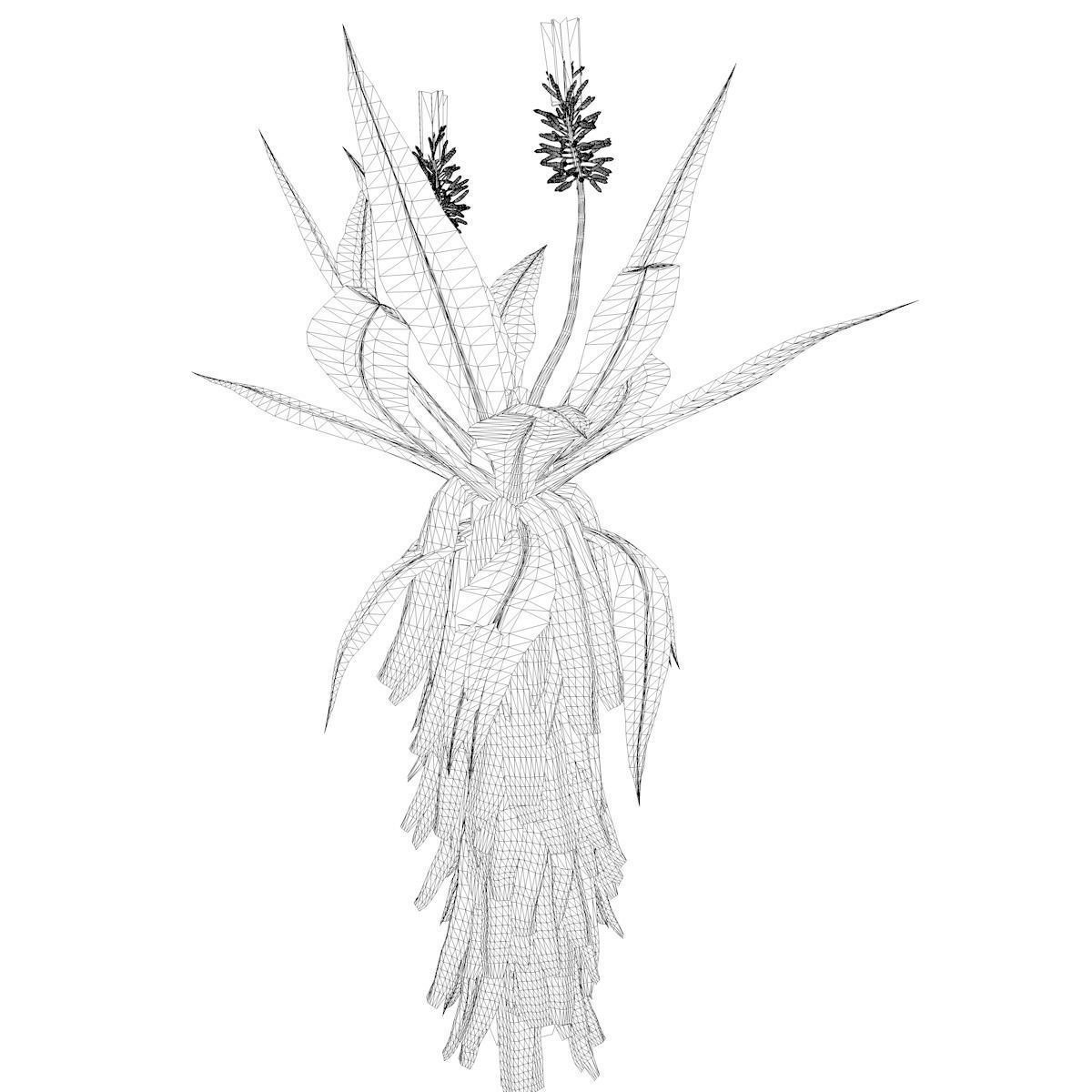 Aloe Excelsa Plant - 02 - 3D model_2