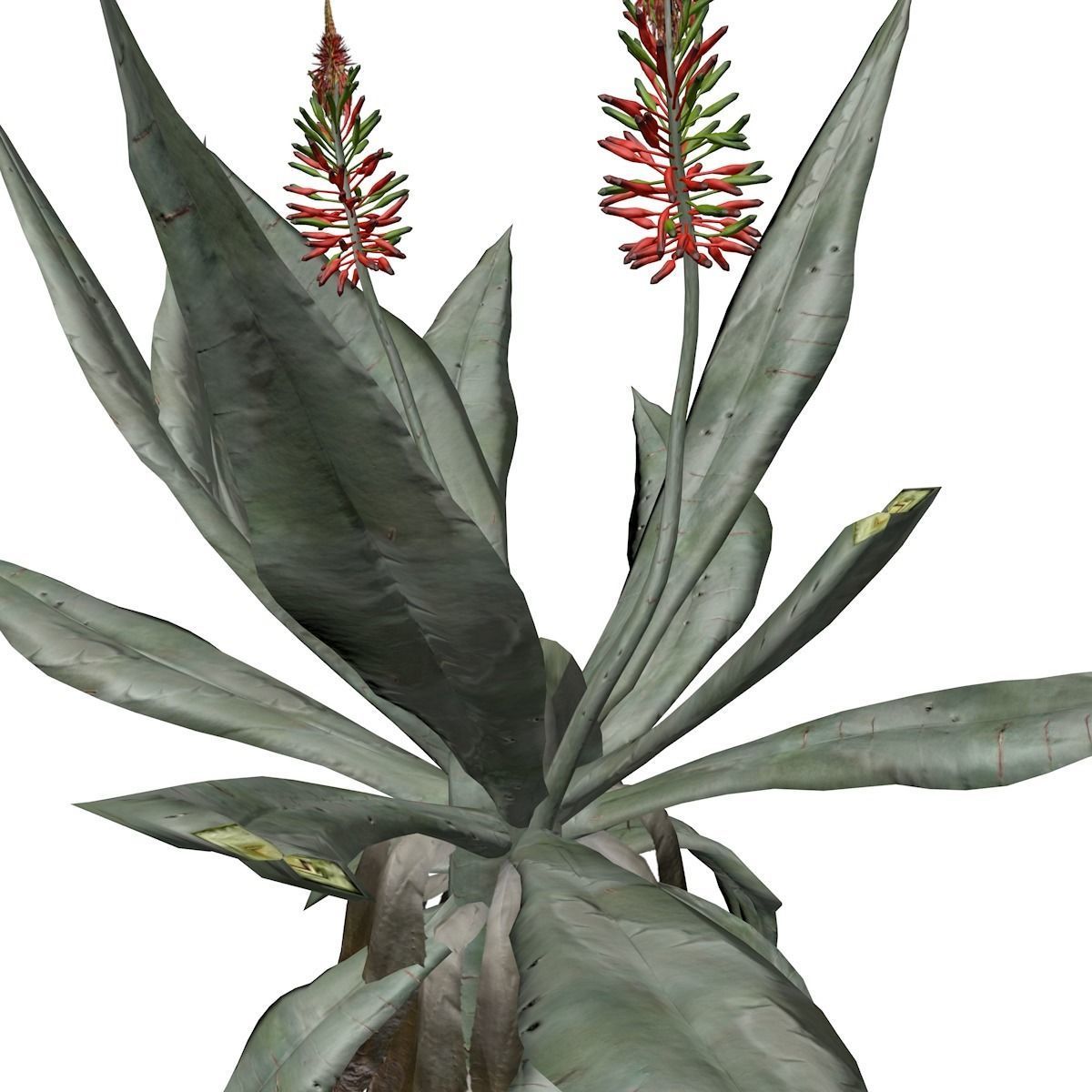 Aloe Excelsa Plant - 02 - 3D model_3