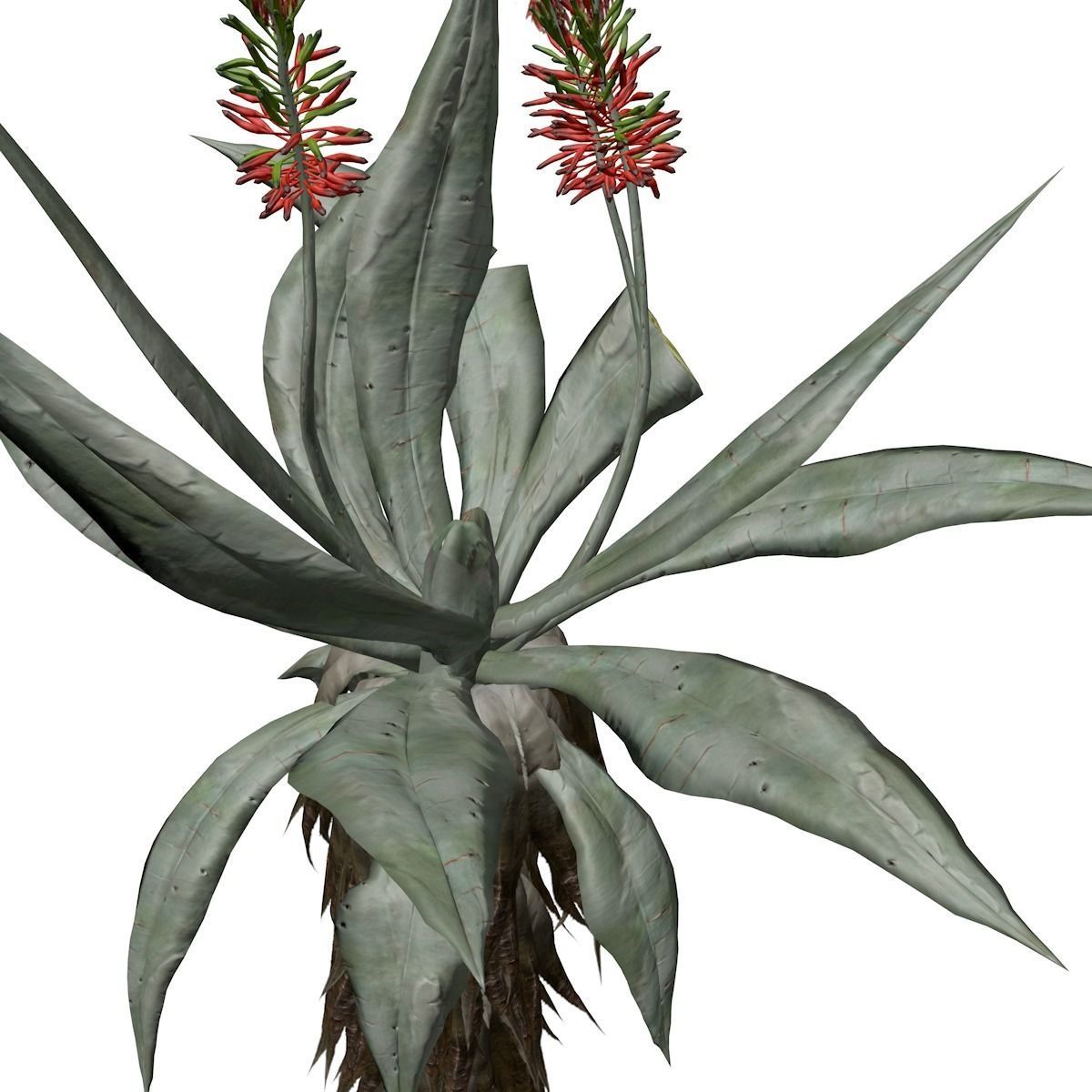 Aloe Excelsa Plant - 03 - 3D model_3