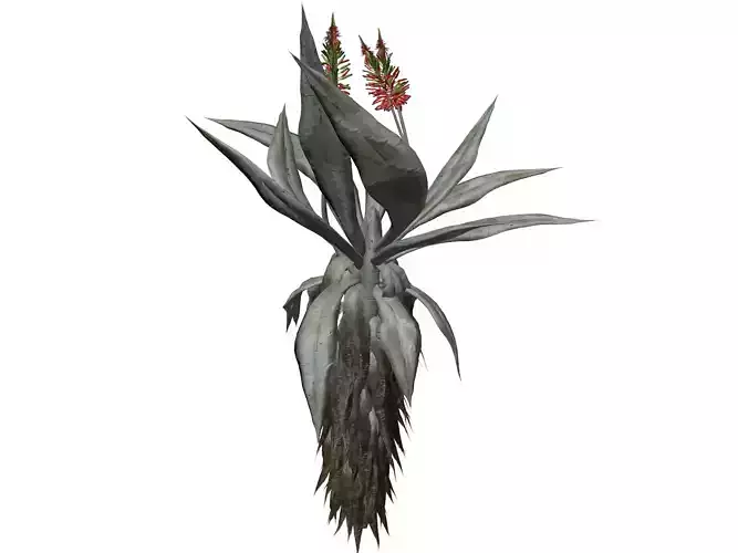 Aloe Excelsa Plant - 03 - 3D model