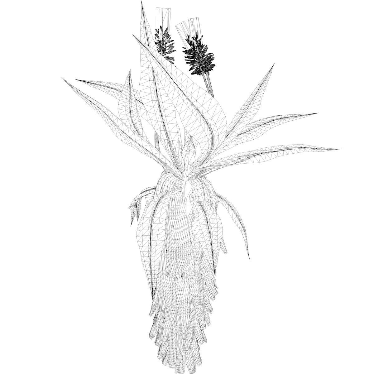 Aloe Excelsa Plant - 03 - 3D model_2