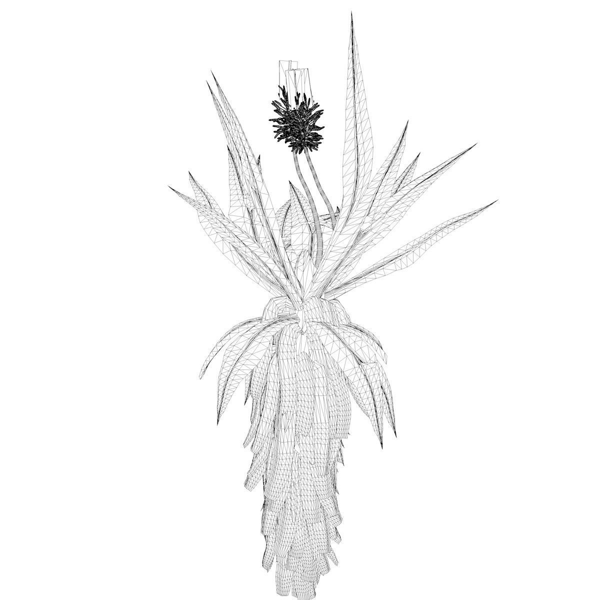 Aloe Excelsa Plant - 04 - 3D model_2