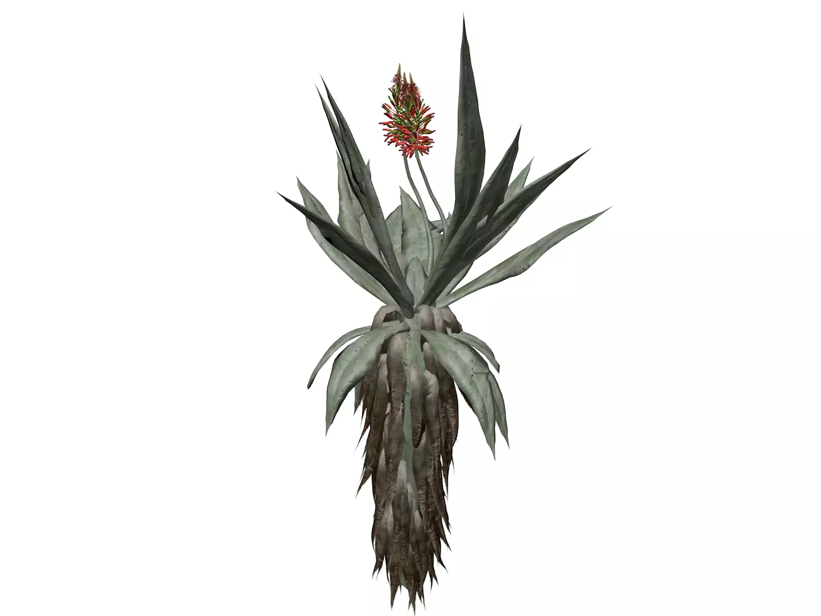 Aloe Excelsa Plant - 04 - 3D model_0
