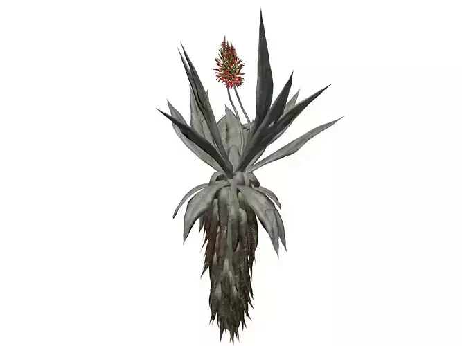 Aloe Excelsa Plant - 04 - 3D model