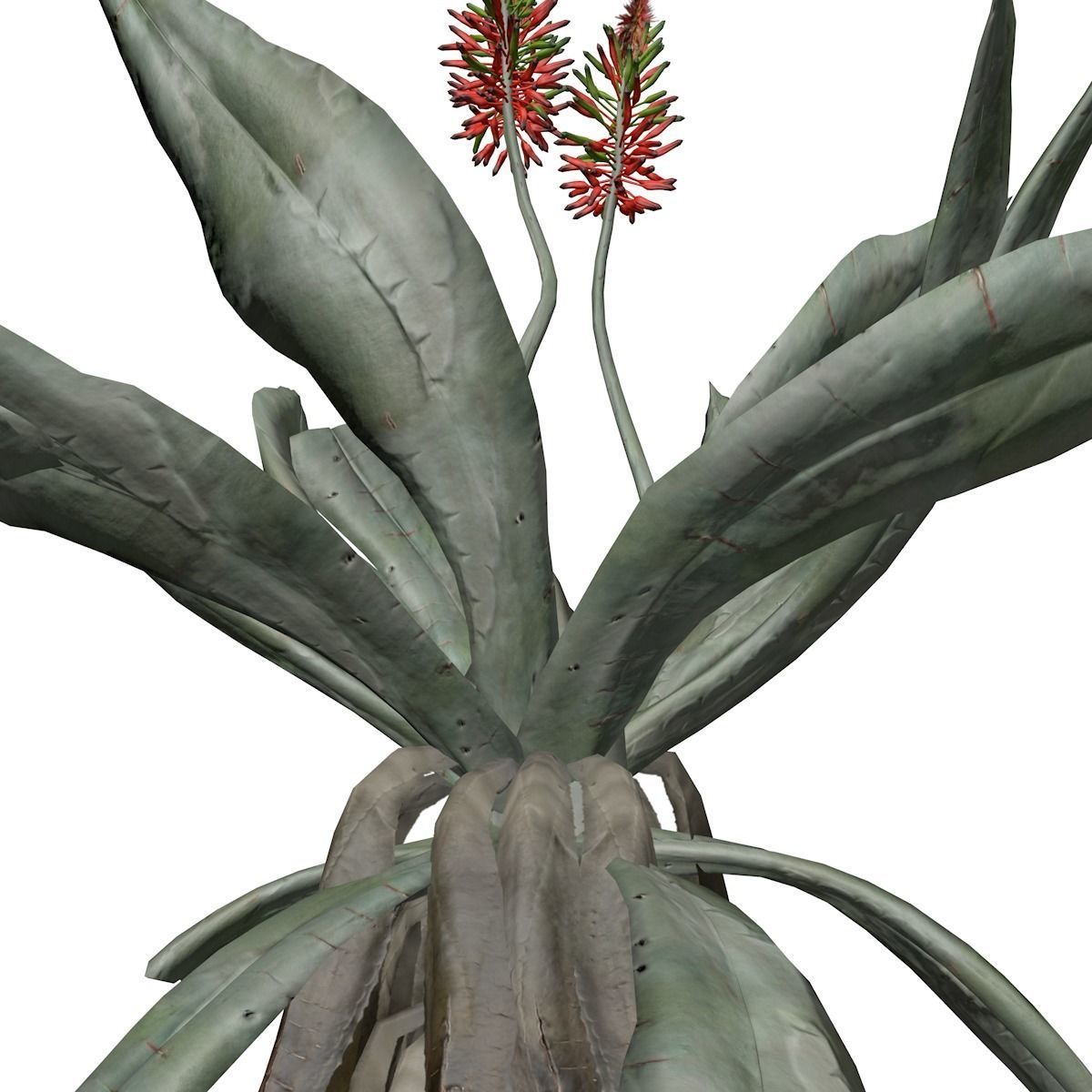 Aloe Excelsa Plant - 05 - 3D model_3