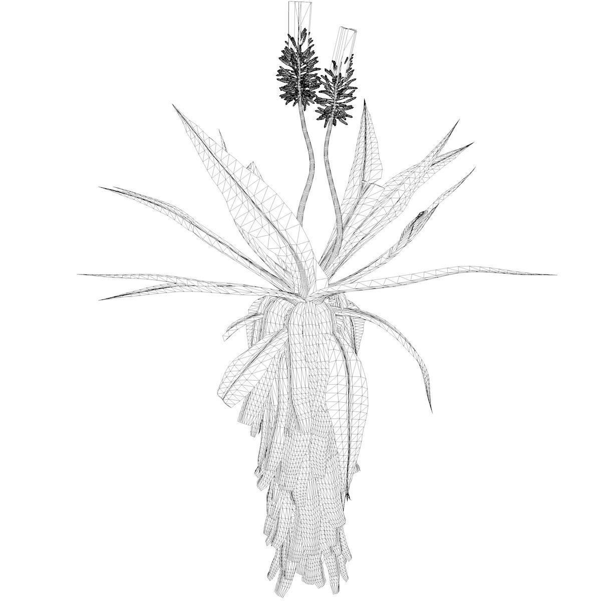 Aloe Excelsa Plant - 05 - 3D model_2